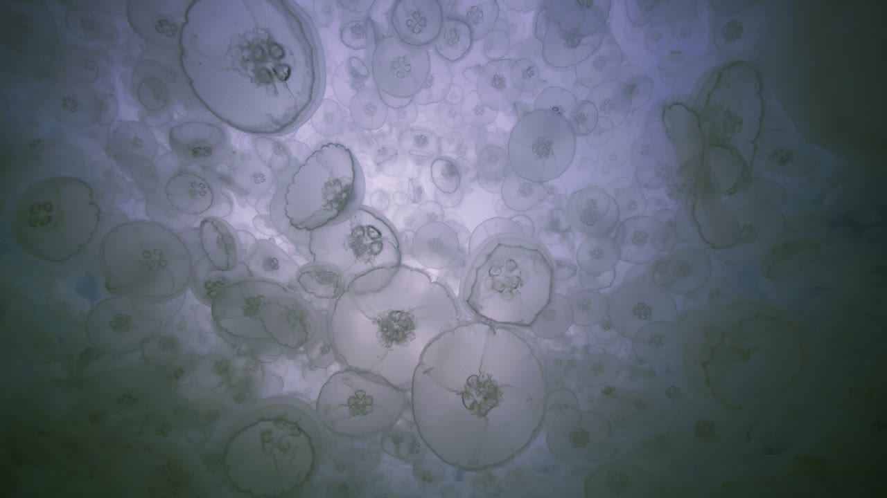 Alaskan Jellies Dark, an Aerial film shown full frame