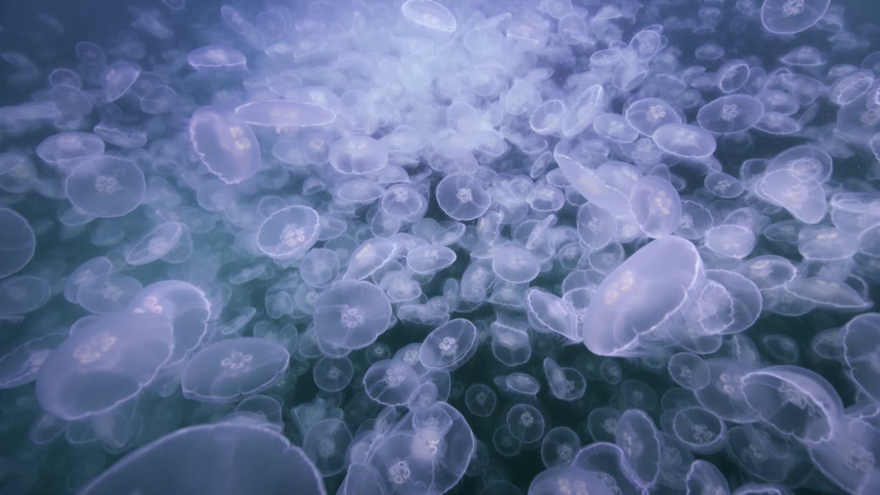 Alaskan Jellies Light, an Aerial film shown full frame