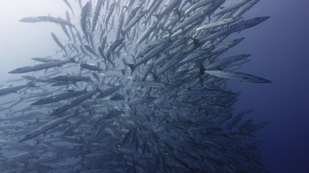 Barracuda Battery, an Aerial film shown full frame