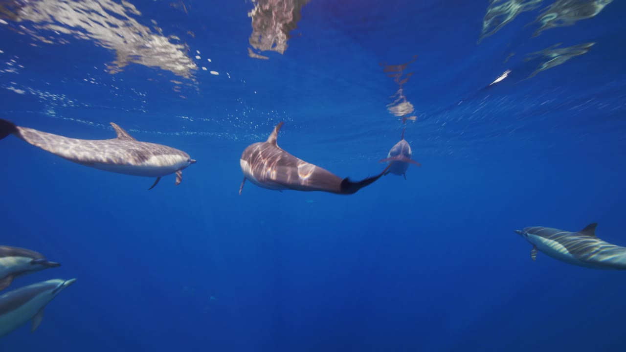 California Dolphin Pod, an Aerial film shown full frame