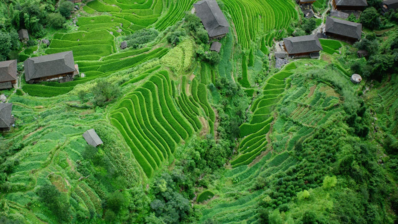 China Paddy Field, an Aerial film shown full frame