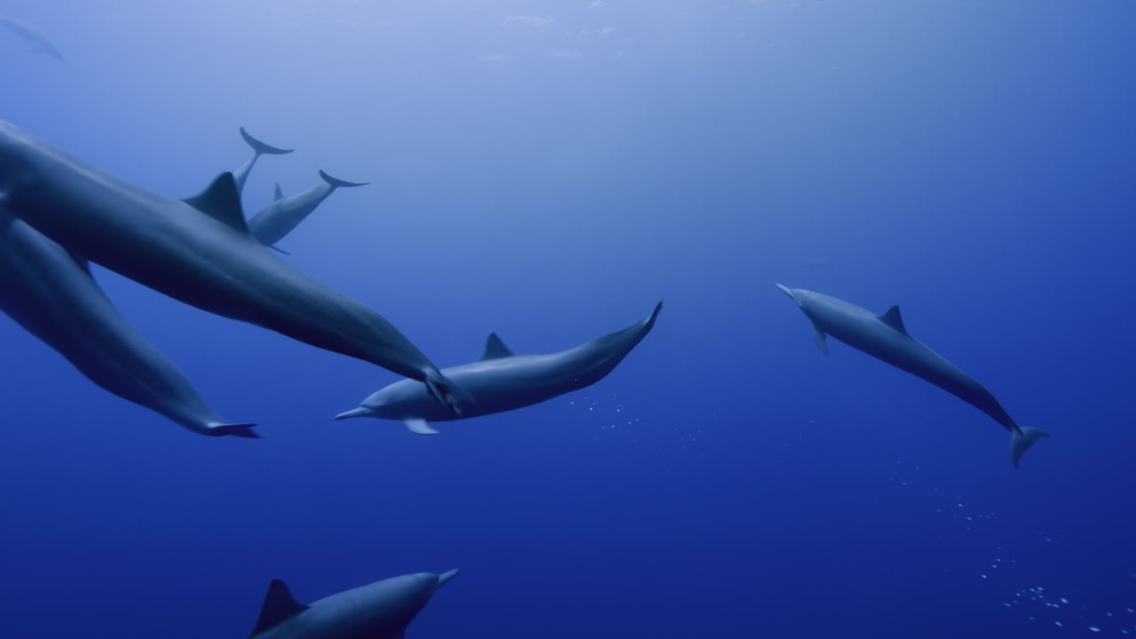Costa Rica Dolphin Pod, an Aerial film shown full frame