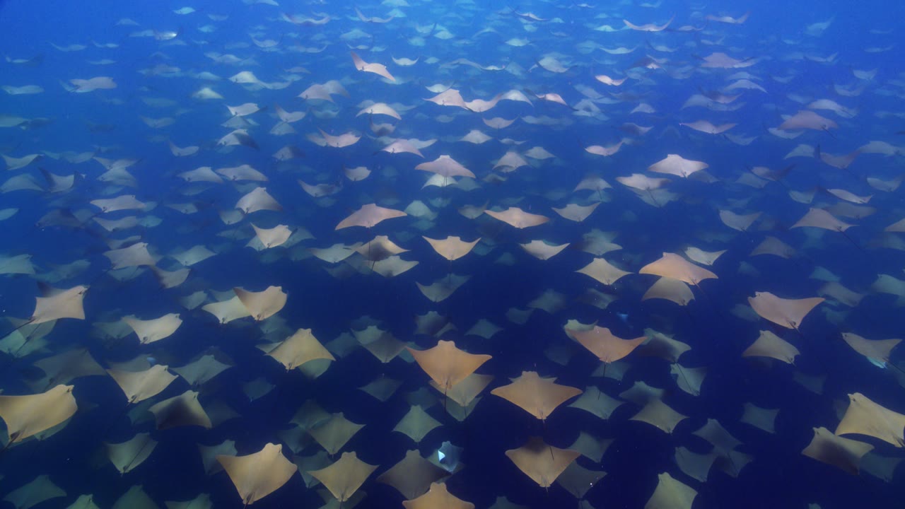 Cownose Rays, an Aerial film shown full frame