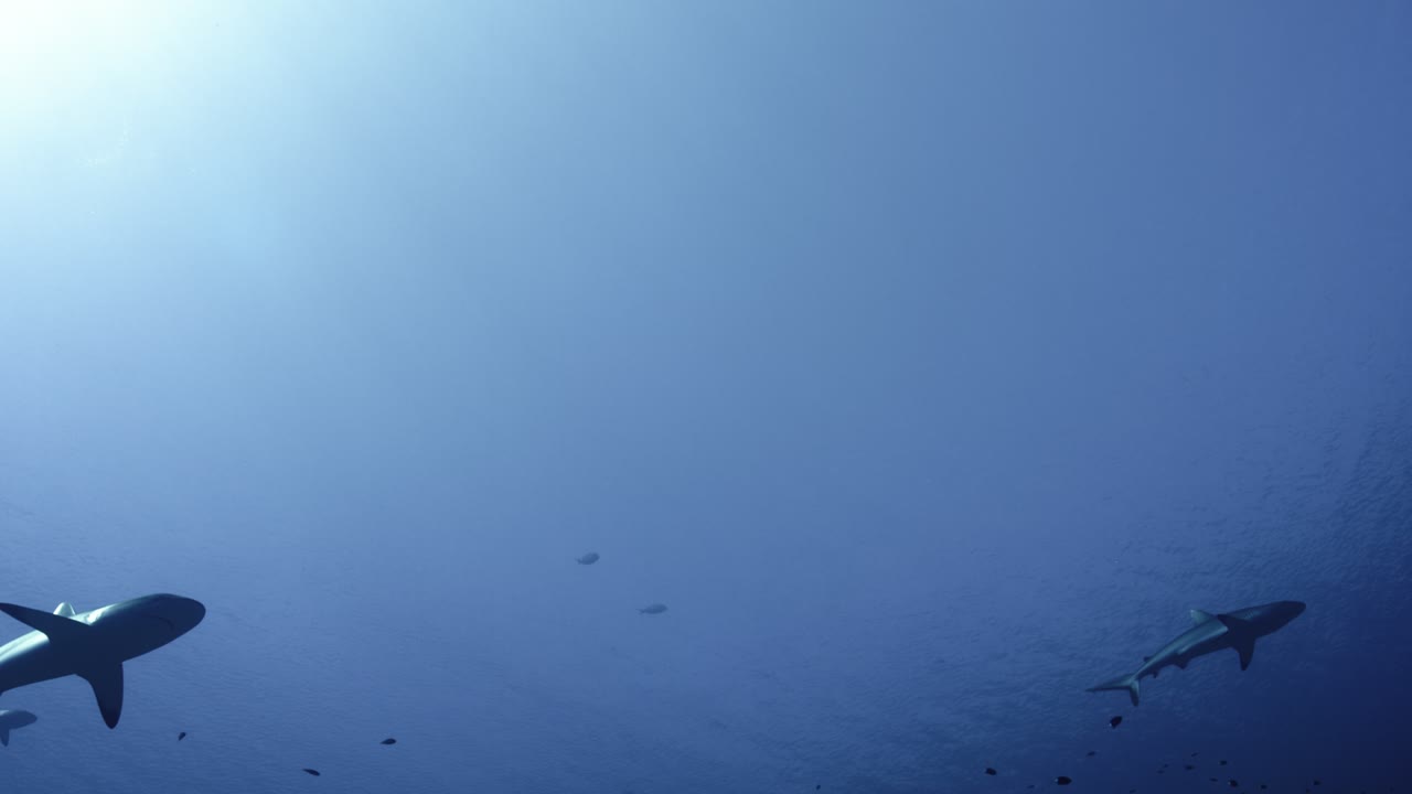 Gray Reef Sharks, an Aerial film shown full frame