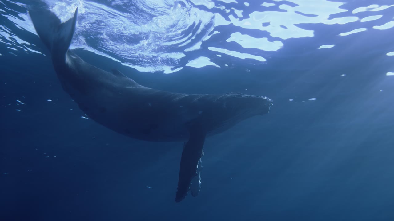 Humpback Whale, an Aerial film shown full frame