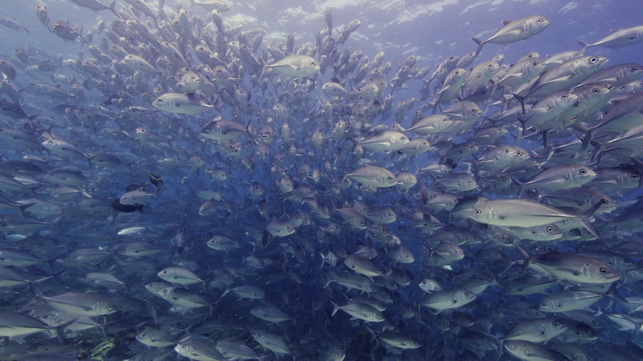 Jack School, an Aerial film shown full frame