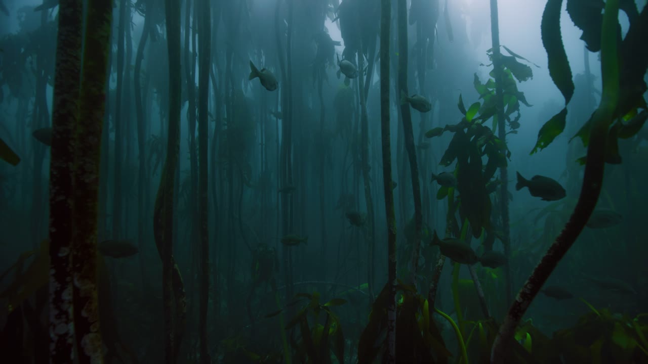 Kelp Dark, an Aerial film shown full frame