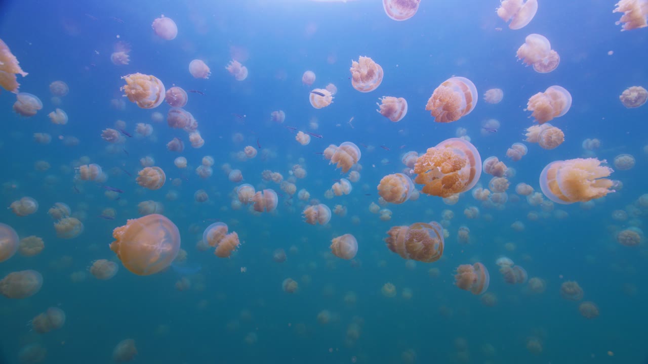 Palau Jellies Blue, an Aerial film shown full frame