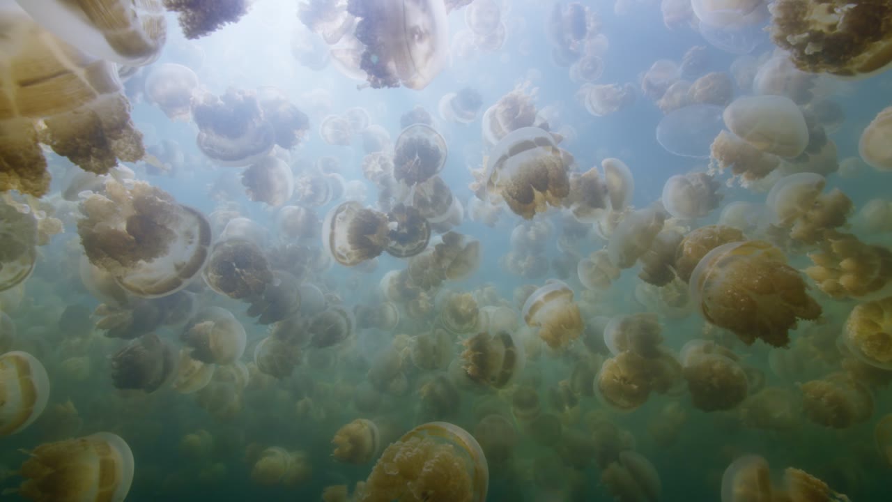 Palau Jellies Dark, an Aerial film shown full frame