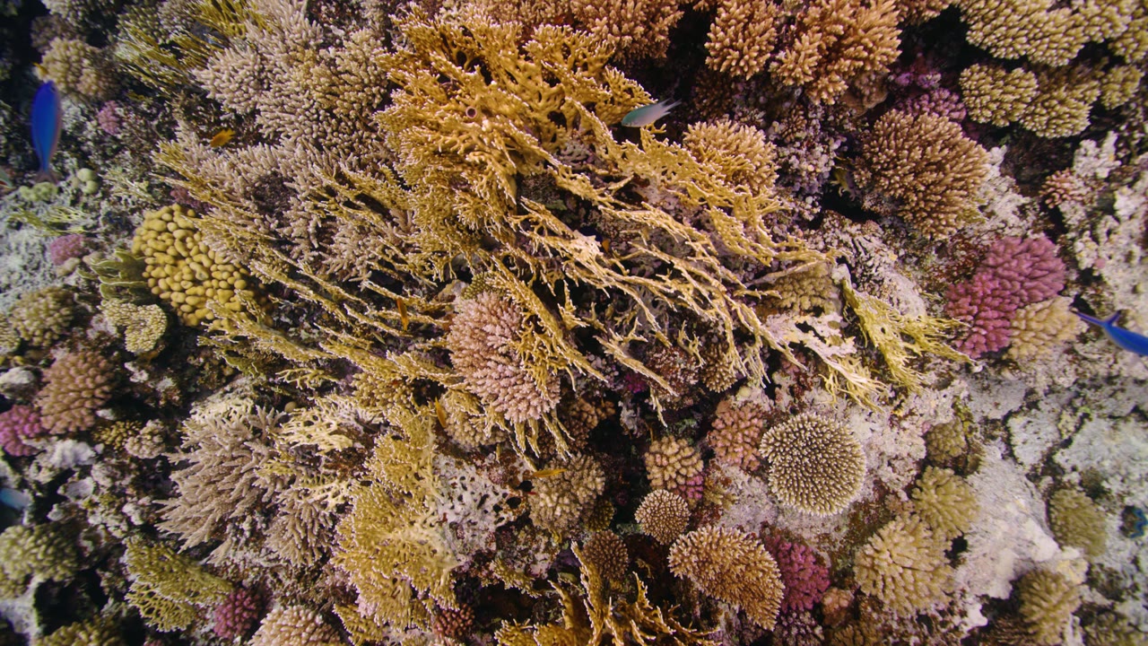 Red Sea Coral from Above, an Aerial film shown full frame