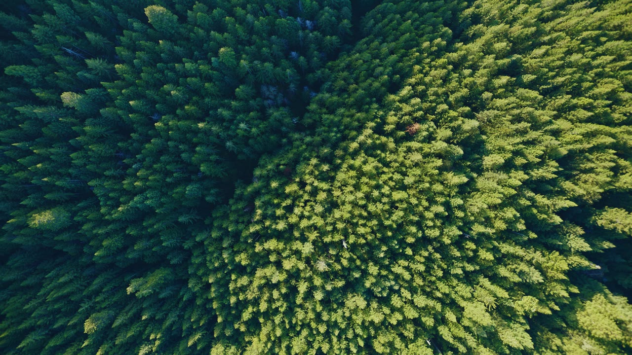Redwoods from Above, an Aerial film shown full frame