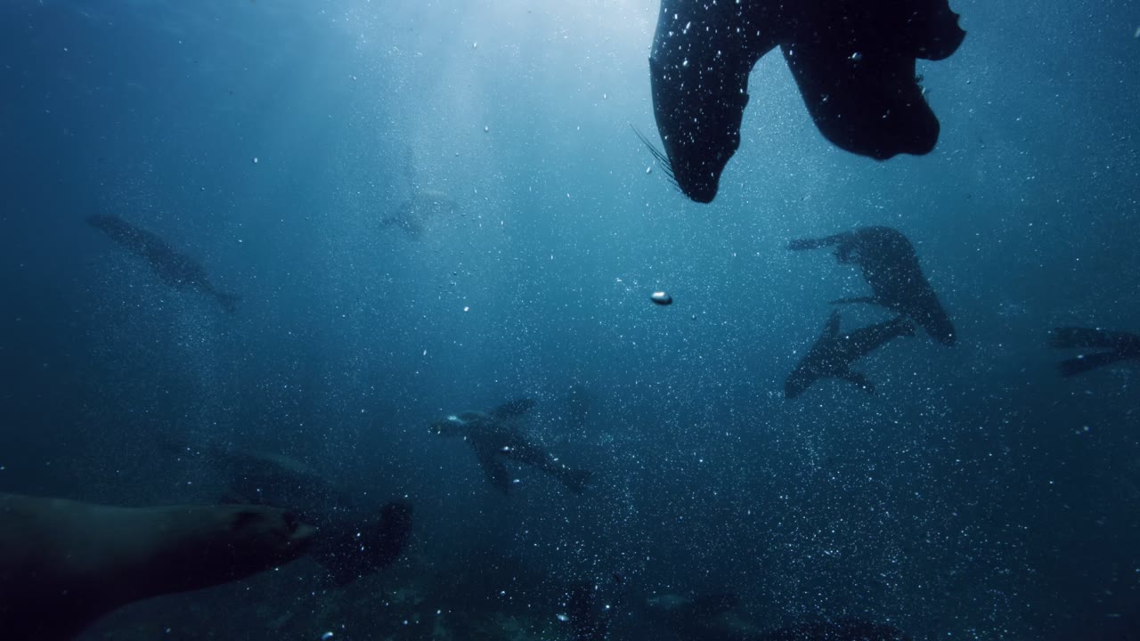 Seal Pod, an Aerial film shown full frame