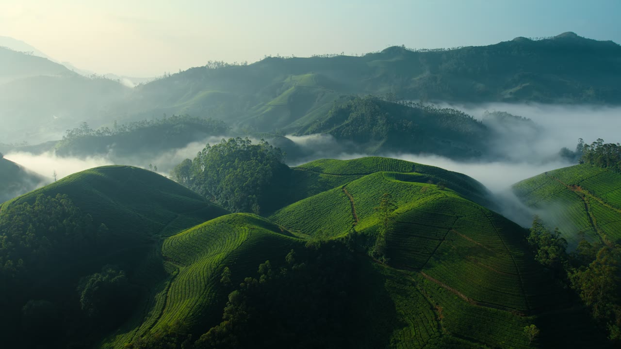 Tea Gardens Day, an Aerial film shown full frame