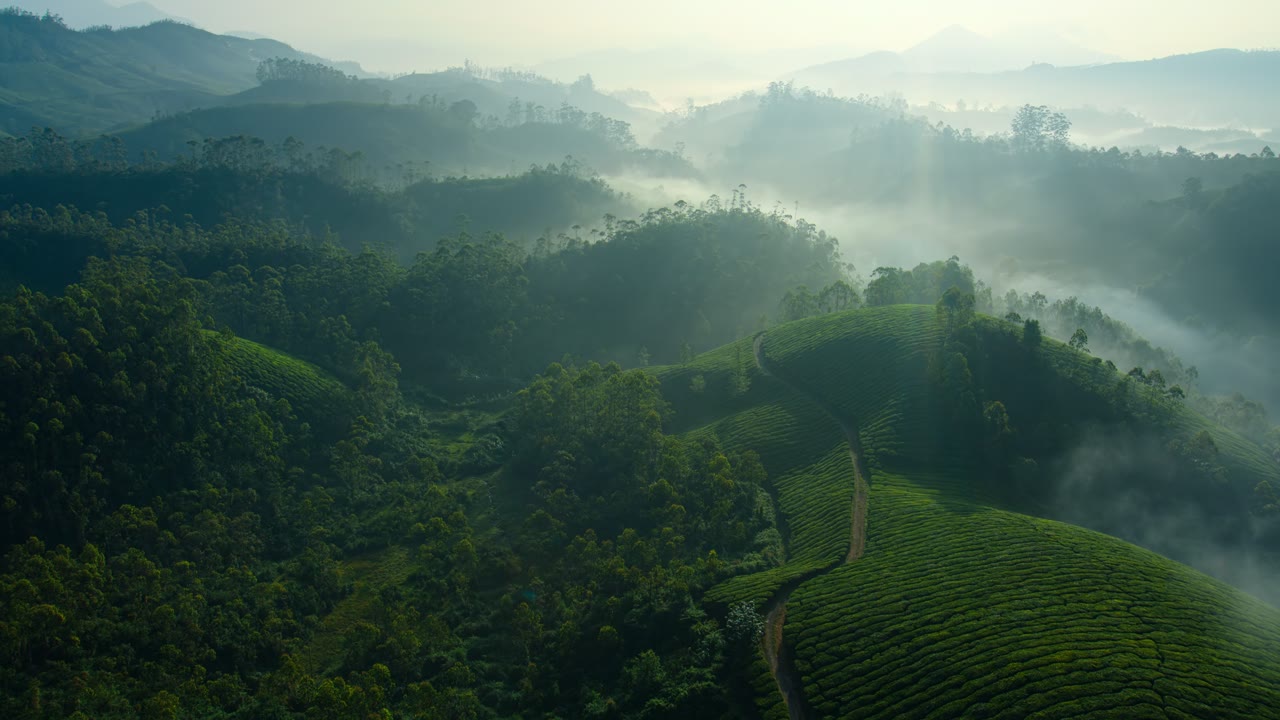 Tea Gardens Mist, an Aerial film shown full frame