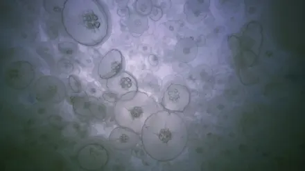 Alaskan Jellies Dark Aerial wallpaper
