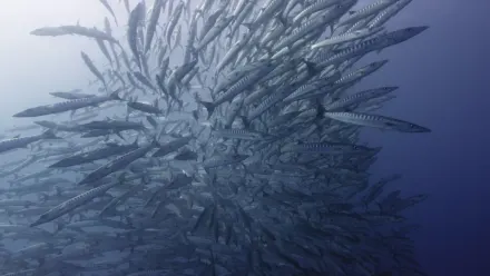 Barracuda Battery Aerial wallpaper