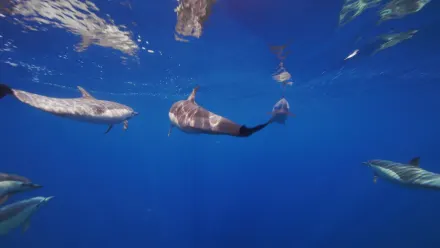 California Dolphin Pod Aerial wallpaper