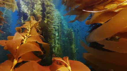 California Kelp Forest Aerial wallpaper