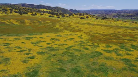 California Wildflowers Aerial wallpaper