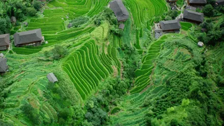 China Paddy Field Aerial wallpaper
