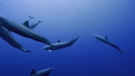 Costa Rica Dolphin Pod Aerial wallpaper