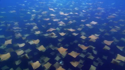 Cownose Rays Aerial wallpaper