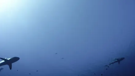 Gray Reef Sharks Aerial wallpaper