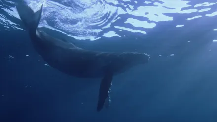 Humpback Whale Aerial wallpaper