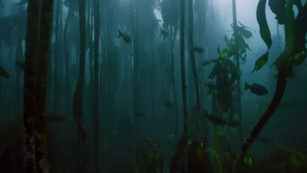 Kelp Dark Aerial wallpaper