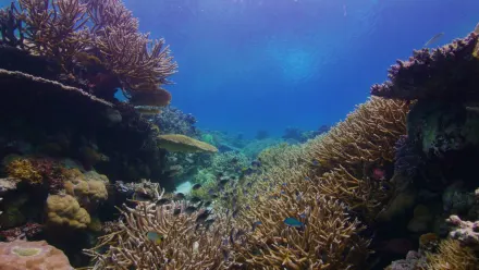 Palau Coral Colors Aerial wallpaper