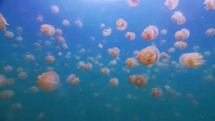 Palau Jellies Blue Aerial wallpaper