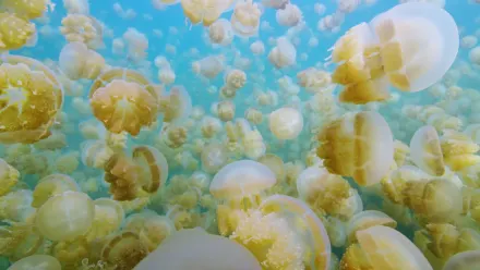 Palau Jellies Light Aerial wallpaper