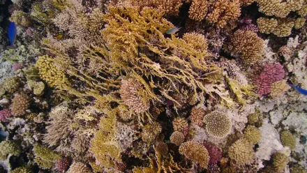 Red Sea Coral from Above Aerial wallpaper