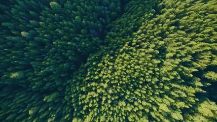Redwoods from Above Aerial wallpaper