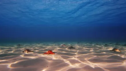 Sea Stars Aerial wallpaper