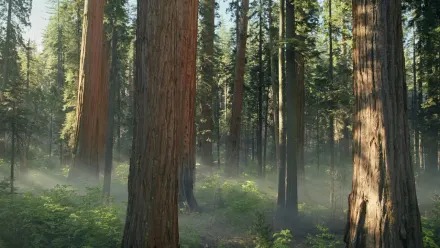 Sequoia Morning Aerial wallpaper
