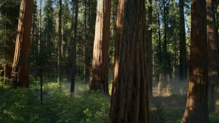 Sequoia Sunrise Aerial wallpaper