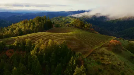 Sonoma Horizon Aerial wallpaper