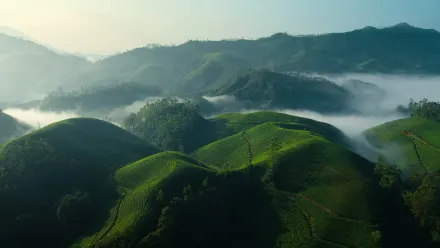 Tea Gardens Day Aerial wallpaper