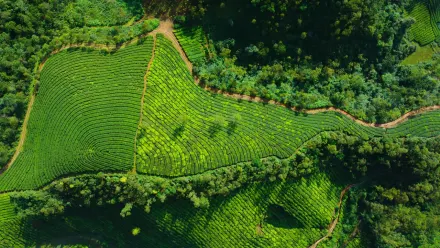 Tea Gardens from Above Aerial wallpaper