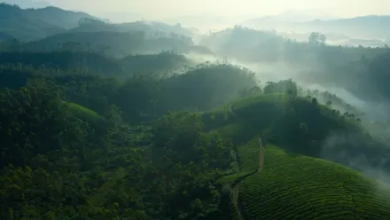Tea Gardens Mist Aerial wallpaper
