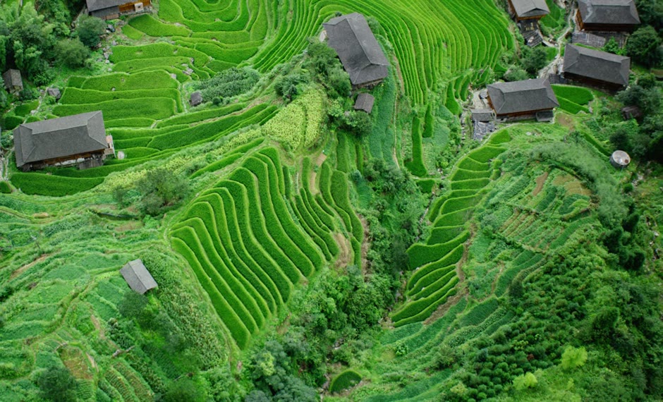 China Paddy Field